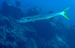 Sipadan_2015_Barracuda jello_Sphyraena jello_IMG_3260_rc